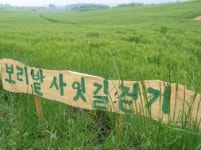푸르른 보리밭을 본 적 있나요?