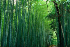 청정한 봄바람을 맞으며 대나무 숲을 거닐다