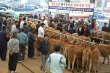 [충남]광천 우(牛)시장을 아시나요