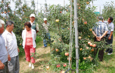 [충남]예산사과 재배기술 전국에서 벤치마킹