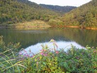 코스모스와 가을, 그리고 야생화