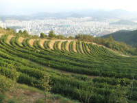 봉화산과 사랑을 나누다.