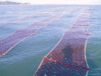 [경기]안산시  ‘대부도 김’ 친환경으로 품명으로 승부한다