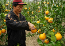 [전남] “고흥 부지화” 친환경 고품질로 승부
