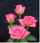 [경기] 경기도 농업기술원, 국내산 장미품종 우수성 입증… 로열티 경감