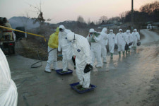 [경기] 안성 조류인플루엔자(AI) 매몰 작업 완료