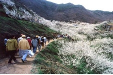 [전남] 남도 봄꽃축제 구경오세요!