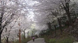 [강원] 삼척 제1회 벚꽃제 개최