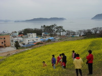 [전남] 땅끝해남, 해안도로 노란꽃물결.......