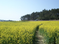[전남] 땅끝해남, 해안도로 노란꽃물결.......