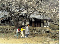 [전남] 문화재청, 매화나무와 담장을 문화재로