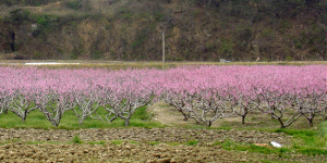 영덕, 복사꽃 핀 마을에서