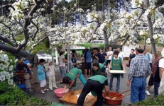 [경기] 여주군 가남면 신해리 배꽃축제 보러 오세요