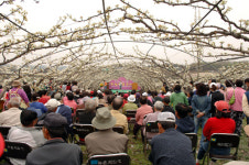 [경기]은빛 배꽃물결과 함께한 장수마을 잔치