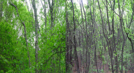 [인천]‘골프장’ 이냐  ‘ 생태 체험 마을’ 이냐