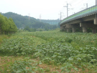 [경기]안산, 도심속에 해바라기 2백6십만송이 쑥쑥!!