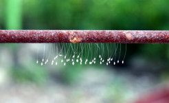 [경기]진도견 철망에 나타난 전설의 꽃 우담바라