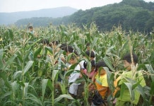 [경기]‘기능성 스위트 콘’ 체험행사 열려