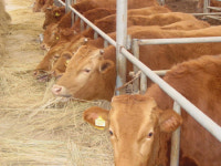 [경기]물맑은 양평개군한우 전국 최초로 무항생제 축산물 인증