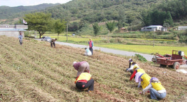 [충남]서울시민, 청양군민 함께 땀흘리고 더불어 웃다