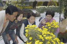 [충남]서동공원에 가득한 국화향에 흠뻑 젖어보세요