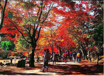 [대전]단풍으로 물든 가을여행! 기차 타고 떠나요