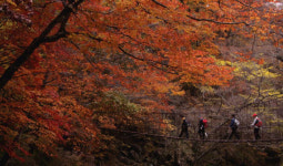 ‘지리산 피아골 단풍 축제’ 오는 3일 부터 열려
