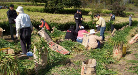 경북도 공무원  농촌일손돕기에 구슬땀