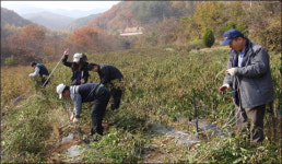 경북도 공무원 농촌지역 봉사활동 활발