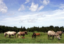 탐라(耽羅) 돌하르방  탐진(耽津)에 섰다