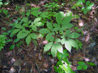 [19]산삼농장의 미래(3)