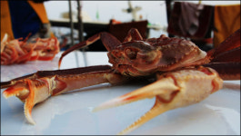 [화이팅! 대구경북...① 영덕편] 동해안 에너지와 관광의 중심 영덕