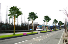 강릉, ‘소나무명품거리’ 조성 위치 변경