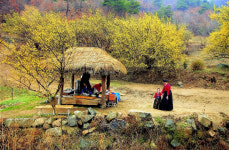 오감만족  ‘제6회 양평 산수유 . 개군한우 축제’ 개최