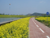 황룡강 유채단지 주민참여로 ‘활짝’