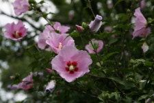 [해남]우리나라 꽃, 무궁화 새로운 탄생