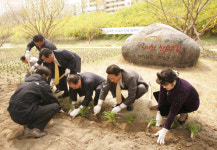 구례군, 청계천에 지리산 원추리 심어