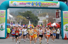 [해남]벚꽃길따라 스타트 제6회 해남땅끝마라톤대회