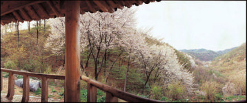 국내 최대 산벚꽃 군락 보곡산골로 산꽃여행오세요