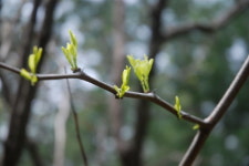 대추나무의 새싹