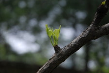 대추나무의 새싹