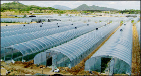 안동시 풍천면 갈전 ·도양리 부자마을 된다