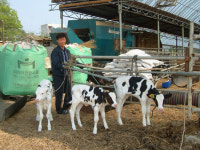 여주군 가남면, 젖소 세쌍둥이 송아지 탄생 화제