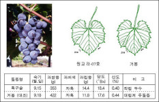 신품종포도 ´흑구슬´ 재배 하세요