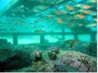 인공어초 투하지역, 어획량 증가