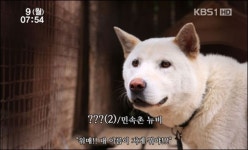 민속촌 개이름 공모, 이리오시개·일촌공개 유력