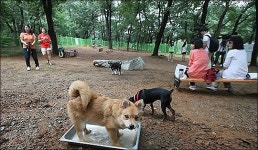 내 성격에 어울리는 개는 누구? 애견과도 궁합