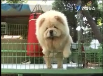 사자와 곰을 연상시키는 차우차우의 성격은?