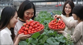 딸기 효능, 비타민 레몬보다 많아...한 두가지가 아니네