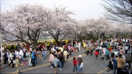 벚꽃엔딩은 벚꽃밑에서 벚꽃은 담주가 절정...